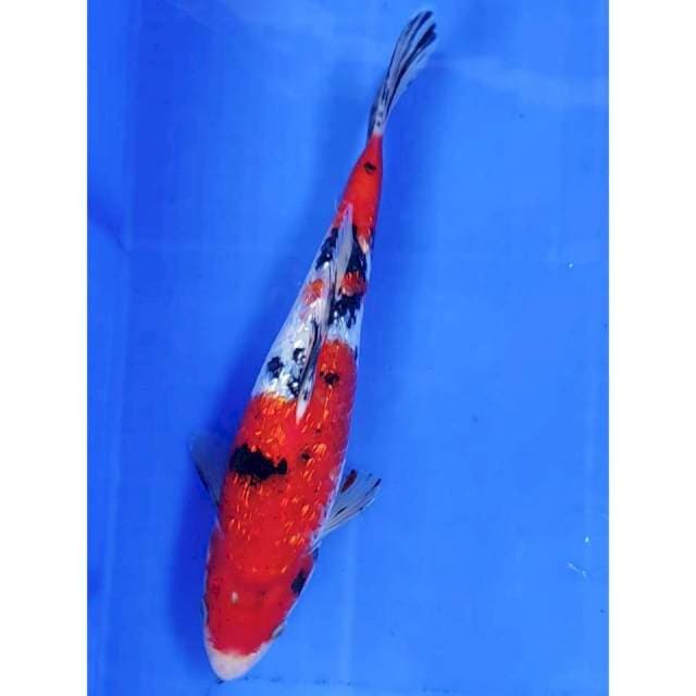 26 cm # SANKHE