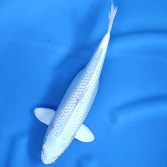 32 cm # PLATINUM MULUS