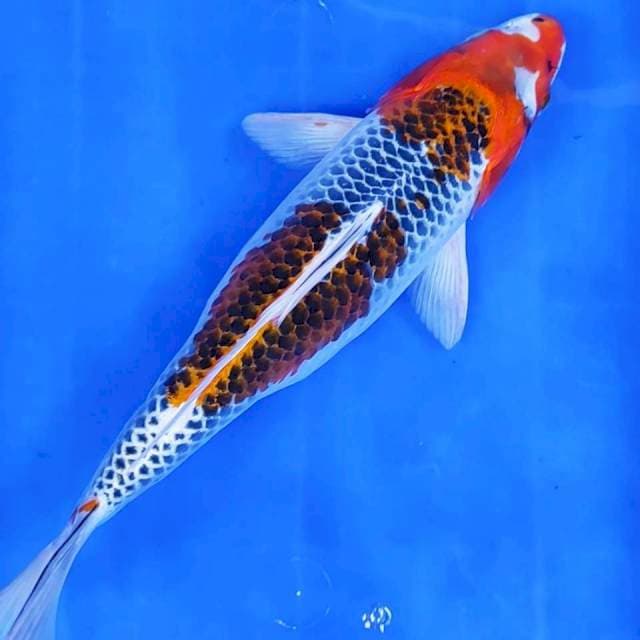 33 cm # GOSHIKI