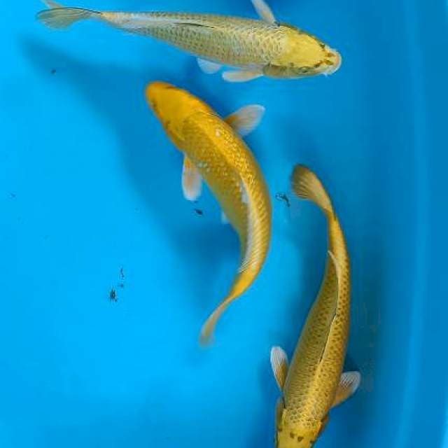 Yamabuki 30-32-32cm