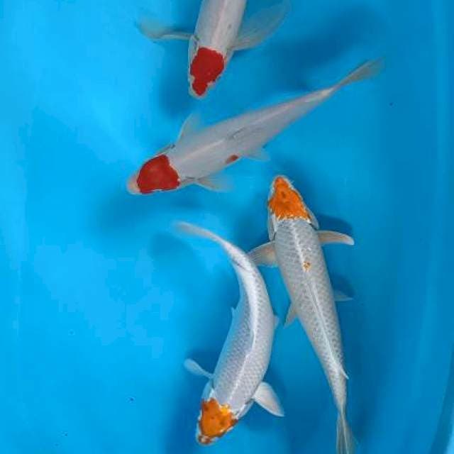 Tancho 29-30-32-34cm