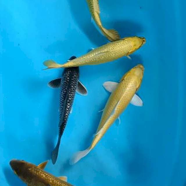 Mix 27-28-30-31-31cm