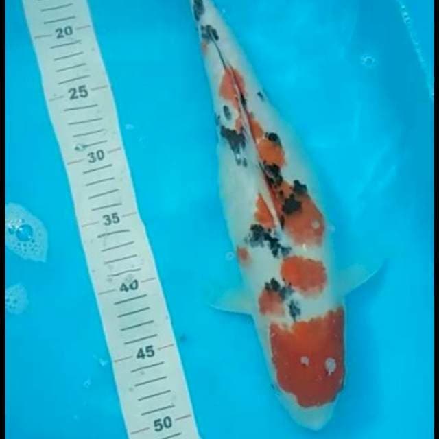 SANKE 37 CM