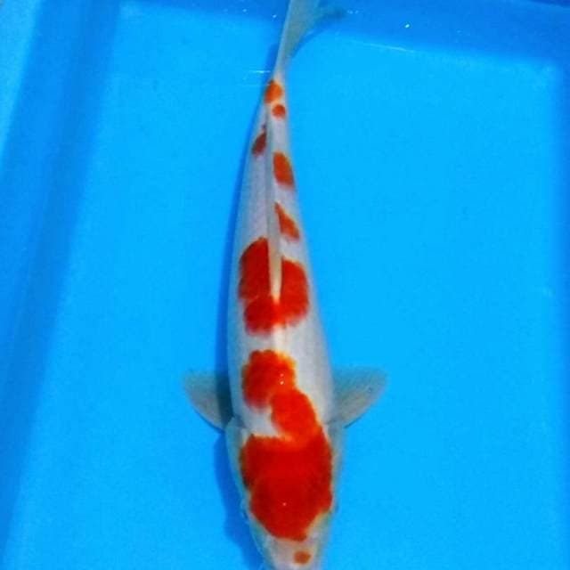 Kohaku sakura cantik