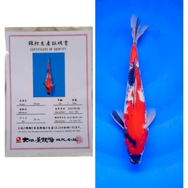 Showa Dainichi