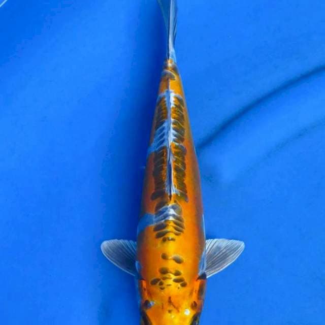 Kikokuryu 32cm