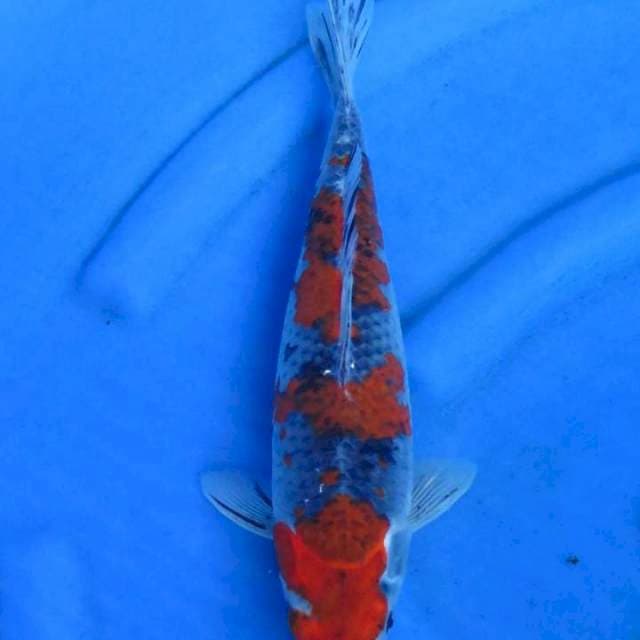 Goshiki 33cm