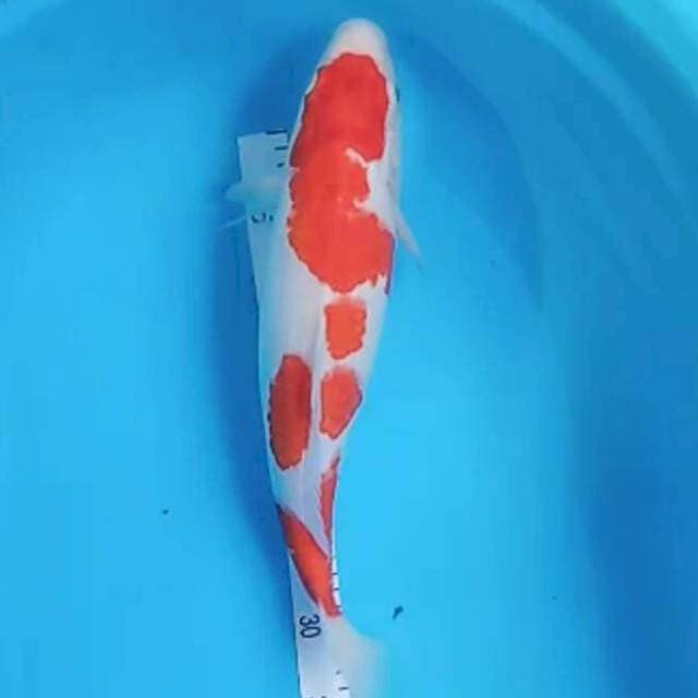Kohaku 
