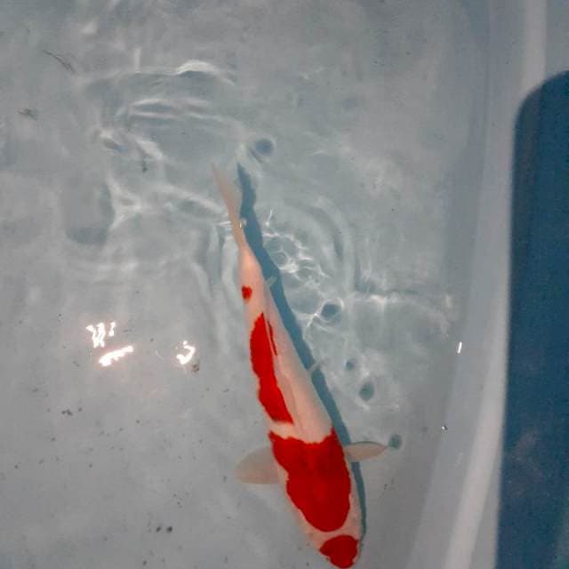 Kohaku