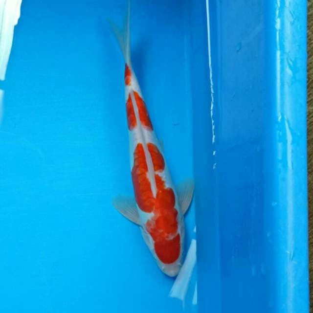 Male 25 cm