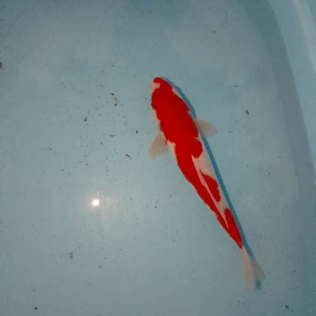Kohaku