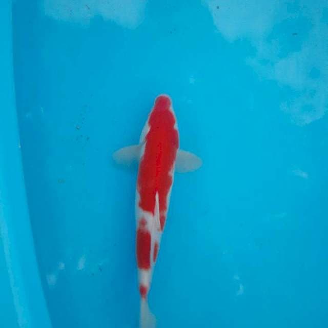 Kohaku