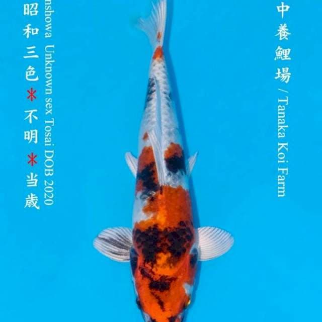 Kin showa tanaka