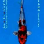 Kin showa tanaka