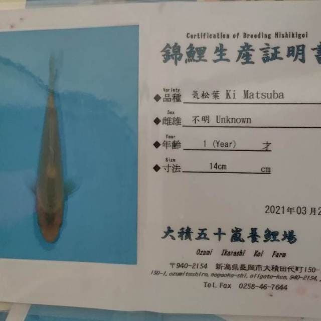 Rare langka ki matsuba