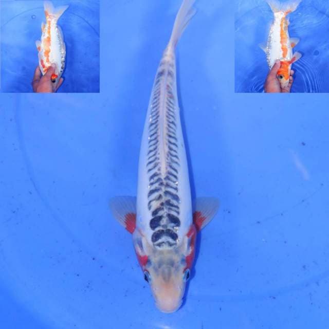 31cm HQ HANA SHUSUI BAGUS