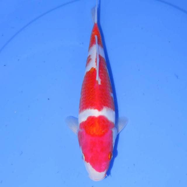 KOHAKU HQ