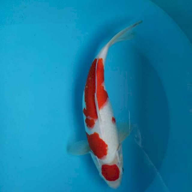 Maruten ory bulky kohaku 