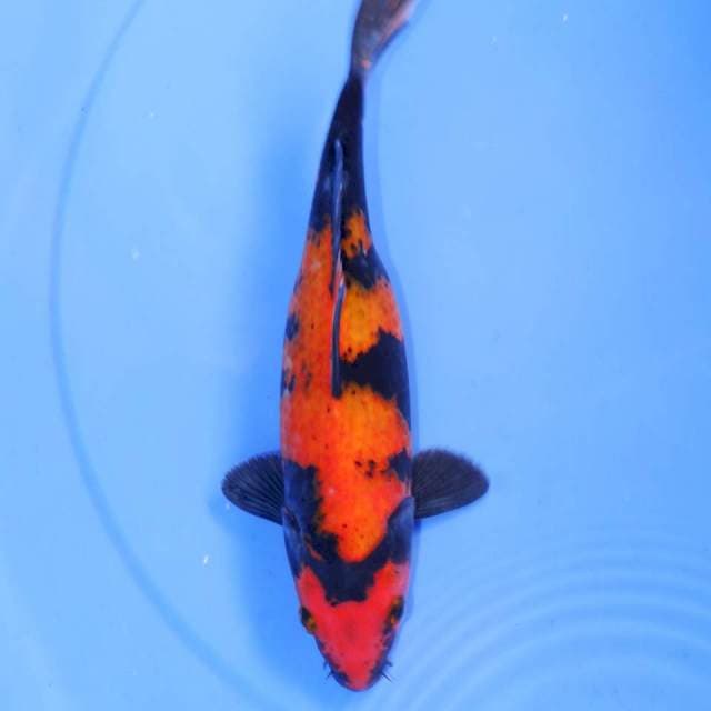 HI UTSURI