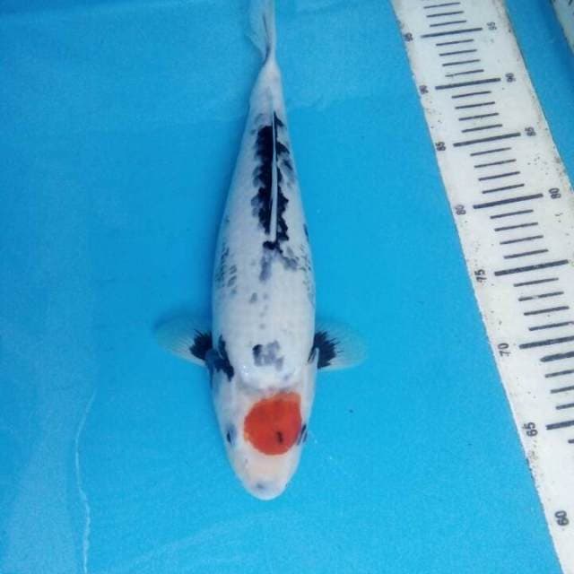 Thanco showa 35cm