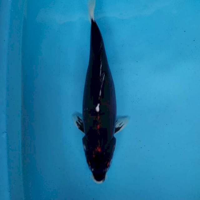 Antik buat di kolam bos ku