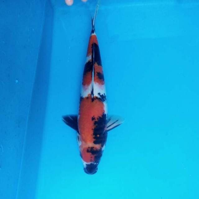 Showa 33cm