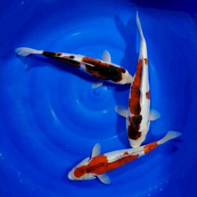 Black kohaku Doitsu