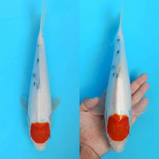 Tancho sanke strong 29+cm