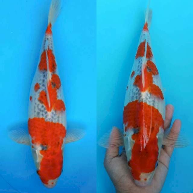 Goshiki cantik ladyrose 35bu