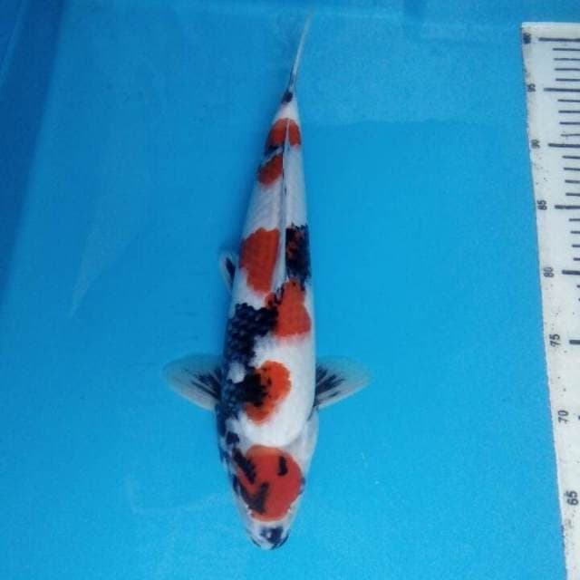 Kinday showa 36cm