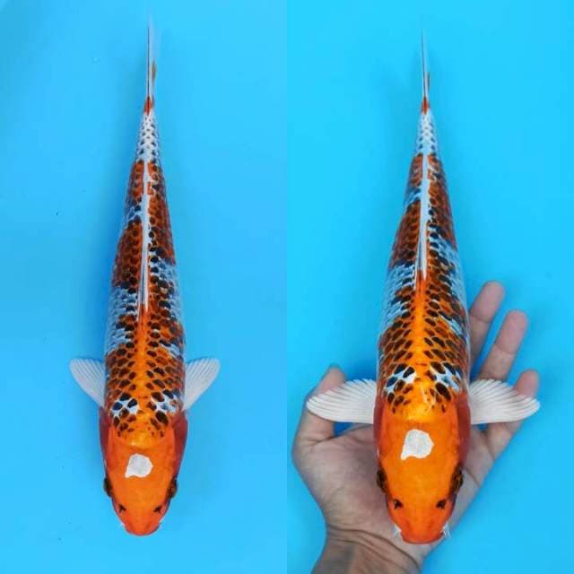 Shiromaru kujaku high quality 34cm