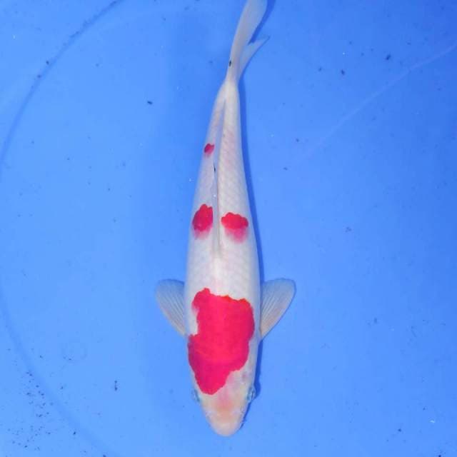 KOHAKU