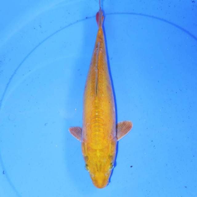 34cm CHAGOI LEMON JINAK