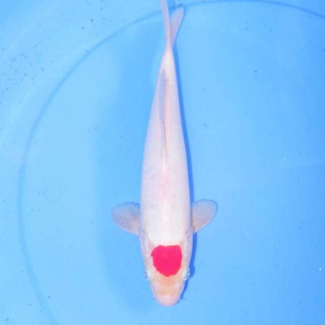 TANCHO