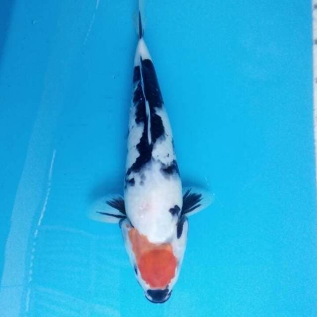 Thanco showa 34cm