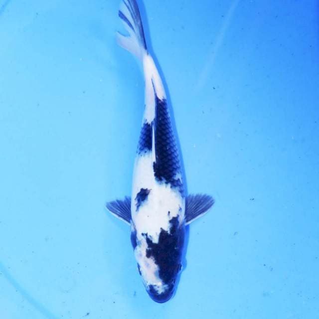 SHIRO SALJU