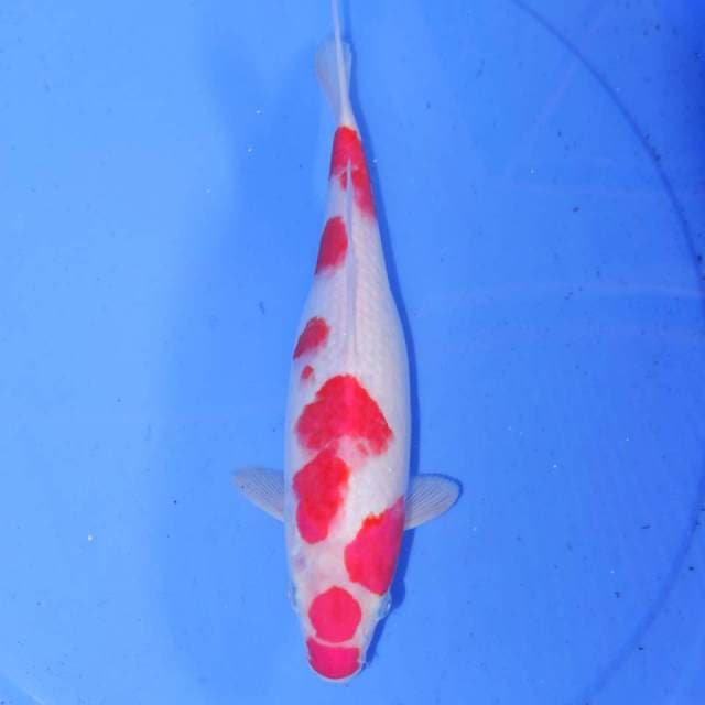 KOHAKU TOTOL TOTOL