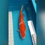 Kohaku import non certi