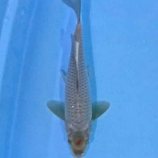 Tanchoi ociba