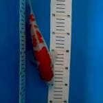 Kohaku 25cm 