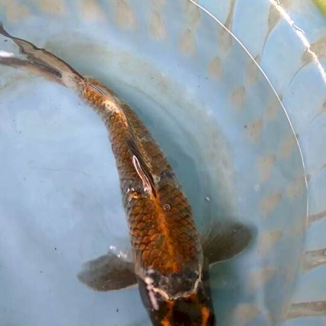 Kogane Ochiba Male Bulky 30BU
