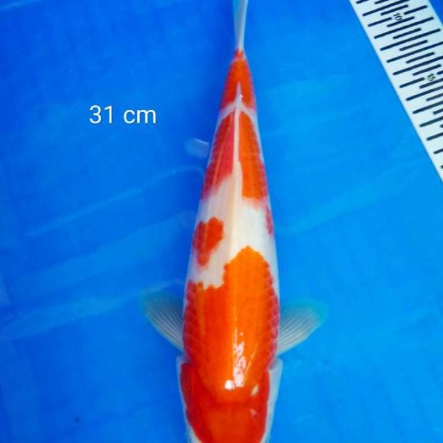 Kohaku 31 cm
