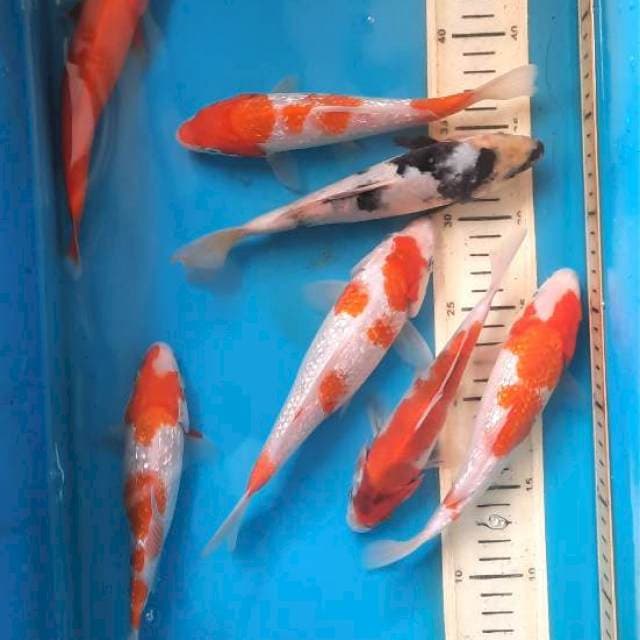 Mik 7ekor 18-21cm 