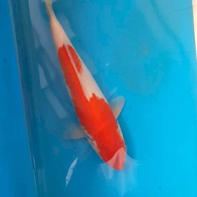 Kohaku 24cm
