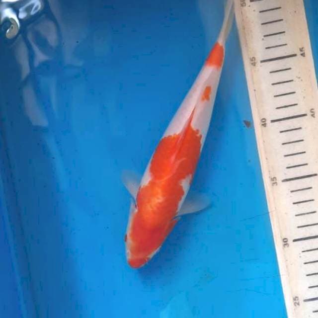 Kohaku 23cm