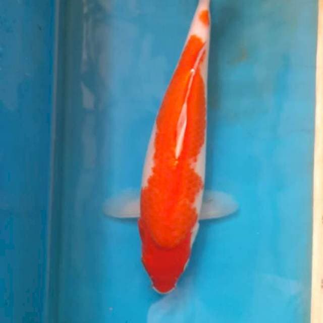 Kohaku 27cm 