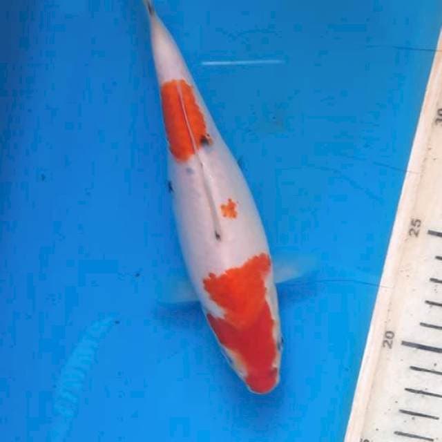 Sanke 19cm