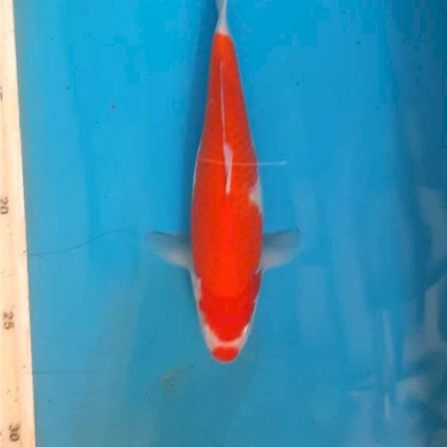 Baby kohaku 13cm