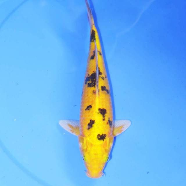 KUNING KI BEKKO ANTIK