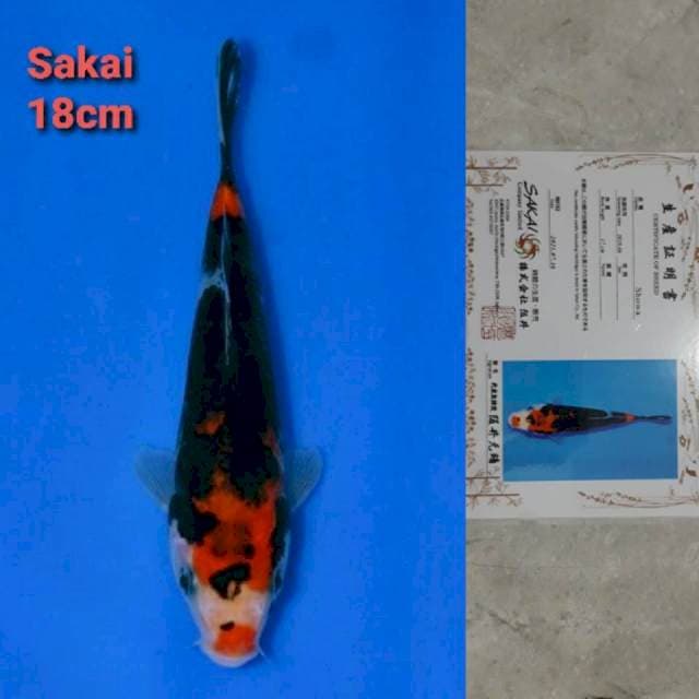 Sakai Showa certi